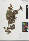 Foto von Salix pedicellata Desf.